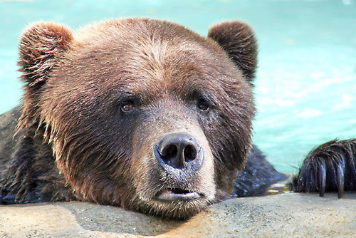 Sad bear is sad.