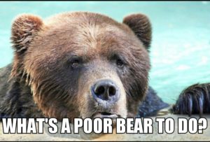 What's a poor bear to do?